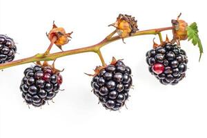 Blackberries on a branch with leaves and berries photo