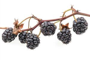 Blackberries on a branch photo