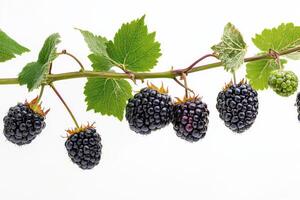Blackberries on a branch photo
