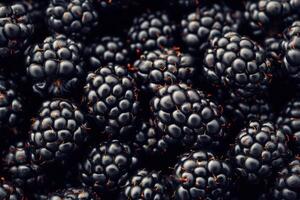 Blackberries are a great source of antioxidants photo