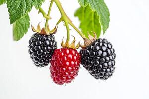 Three blackberries are on a branch photo