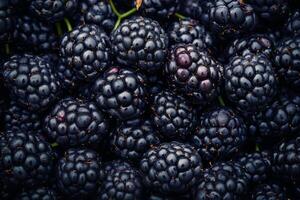 Blackberries are a very popular fruit photo