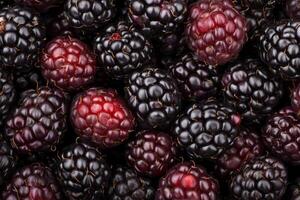 Blackberries are a great source of antioxidants photo