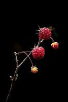 Two red berries are on a branch photo