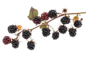 Blackberries on a branch with leaves and berries photo