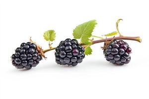 Three blackberries on a white background photo