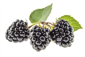 Blackberry on white background photo