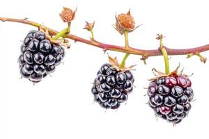 Blackberries on a branch with white background photo