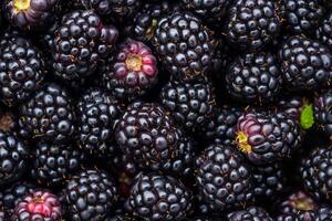 Blackberries are a great source of antioxidants photo