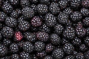 Blackberries are a great source of antioxidants photo