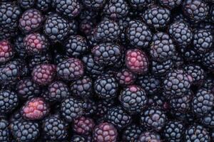 Blackberries are a great source of antioxidants photo