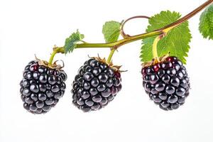Three blackberries are on a branch photo