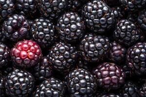 Blackberries are a great source of antioxidants photo