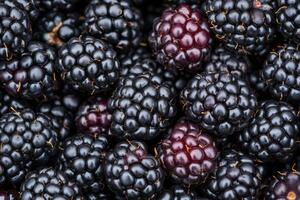 Blackberries are a great source of antioxidants photo
