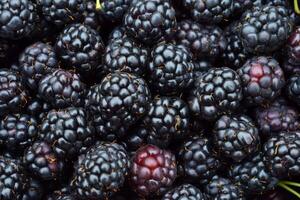 A close up of a bunch of blackberries photo