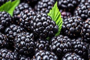 Blackberries are a great source of antioxidants photo