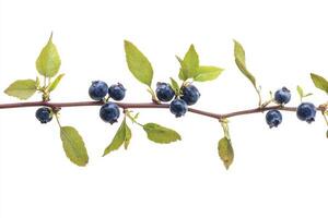 A branch with blue berries on it photo