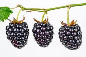 Three blackberries on a branch with leaves photo