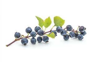 A bunch of blueberries on a white background photo