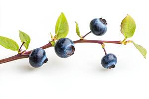 Blueberries on a branch with leaves photo