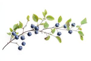 Blueberry on white background photo