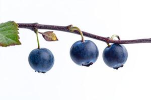 Three blue berries are hanging on a branch photo