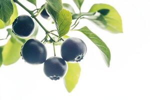 A close up of some black berries on a branch photo