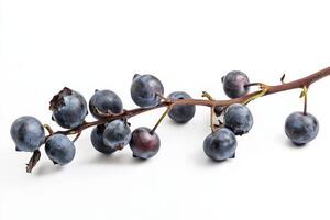 A bunch of blue berries on a branch photo