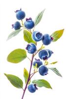A branch of blueberries on a white background photo