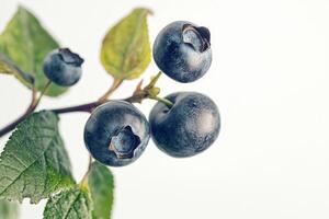 Blueberries on a branch with leaves photo