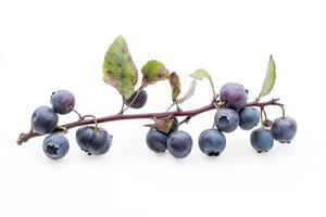 A bunch of blueberries on a white background photo