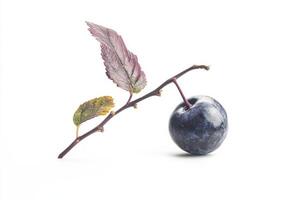 A single blueberry on a branch with a leaf photo