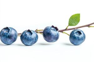 Blueberries on a branch with leaves photo