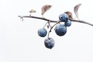 A branch of blueberries on a white background photo