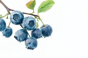 Blueberries on a branch with leaves photo