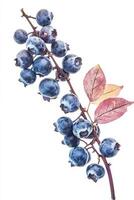 Blueberries on a branch with leaves photo