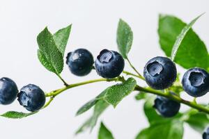 Blueberries on a branch with leaves photo