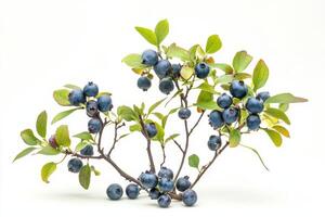 A branch of blueberries on a white background photo