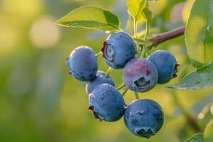 Blueberries on a tree branch photo