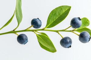 Blueberries on a branch with leaves photo
