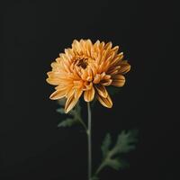Orange chrysanthemum flower on black background photo