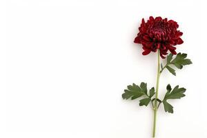 A single red flower on a white background photo
