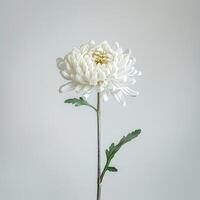 A single white flower is shown in front of a gray background photo