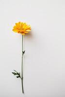 A single yellow flower is standing on a white surface photo