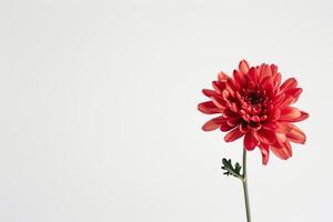 A single red flower is in a vase on a white background photo