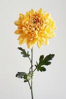 A yellow chrysanthemum flower is shown in a vase photo