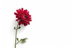A single red flower on a white background photo