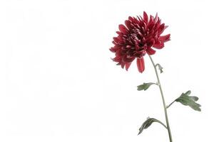 A single red flower is shown against a white background photo