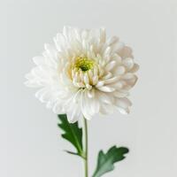 White chrysanthemum flower on white background photo