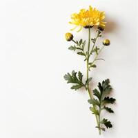 Yellow chrysanthemum flower on white background photo